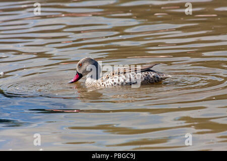 A Cape Teal (Anas capensis) swimming on a small lake in South West England Stock Photo