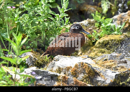 A Laysan Duck (Anas laysanensis) standing on the ground in wetlands in Southern England Stock Photo