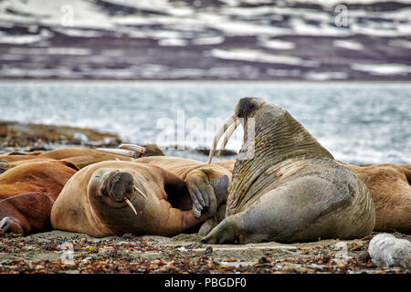 walrus, Odobenus rosmarus, Poolepynten, Svalbard or Spitsbergen, Europe