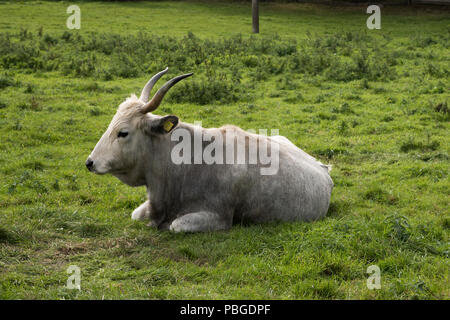 Hungarian Grey Cattle e in Groß-Stresow in the southeast of Ruegen Island in the Baltic Sea in Northeastern Germany. Stock Photo