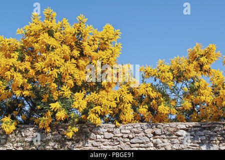 silver wattle trees in full blooming emerge from an enclosure wall Stock Photo