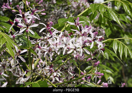 chinaberry tree in bloom, detail of flowers and leaves Stock Photo