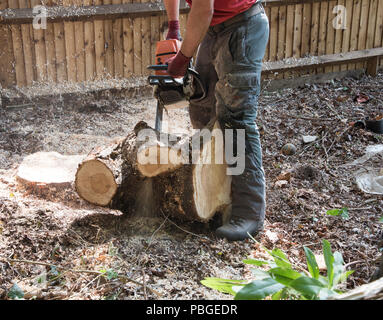 Forest worker using a chainsaw to cut through part of a tree stump Stock Photo