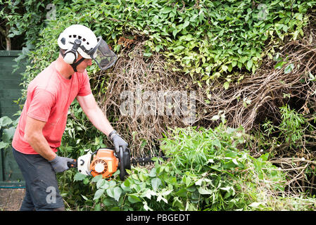 An garden worker using a power hedge trimmer to cut back a large overgrown bush. Stock Photo
