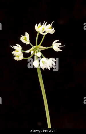 Lady's Leek, or Nodding Onion, Allium cernuum, var. 'White Dwarf', flower. July. Stock Photo