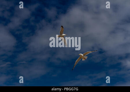 Two Seagulls floating on the breeze Stock Photo