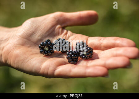 Blackberries stacked on hands. A woman holding forest fruits in her hand. Season of the summer. Stock Photo
