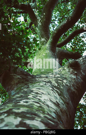 closeup photo of a huge London plane tree in a park Stock Photo