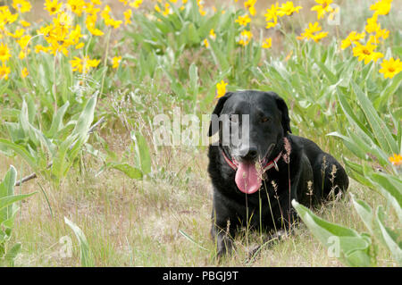 Black Labrador retriever lying in a patch of arrowleaf balsamroot near Boise Idaho Stock Photo