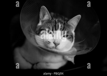 closeup portrait of a ginger tabby cat wearing an Elizabethan collar after a fight Stock Photo