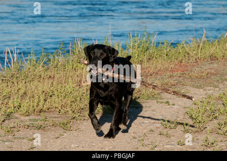 Black Labrador retriever retrieving a large stick Stock Photo