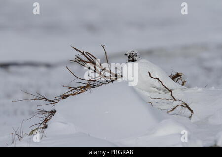 Adult male rock ptarmigan, Lagopus mutus, surveying its territory while sitting in snow with willow branches in the background, Arviat, Nunavut Stock Photo