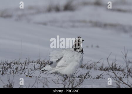 Adult male rock ptarmigan, Lagopus mutus, ruffling its feathers while standing in snow with willow branches peaking out, Arviat, Nunavut, Canada Stock Photo