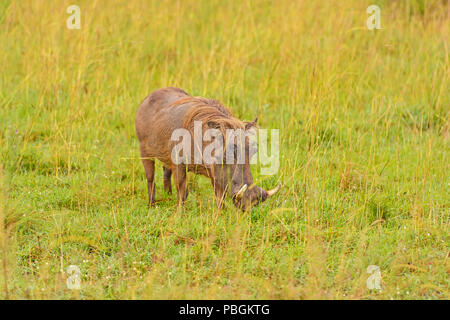 Large Warthog in the Savannah of Murchison Falls National Park in Uganda Stock Photo