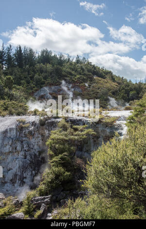 Stunning forest landscape with steaming thermal activity at the geothermal area Orakei Korako in Rotorua, New Zealand Stock Photo