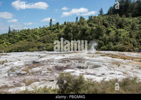 Stunning forest landscape with natural microbial mats and silica formation at the geothermal area Orakei Korako in Rotorua, New Zealand Stock Photo