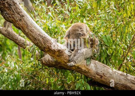 Slumped koala sleeping on a branch in Australia Stock Photo
