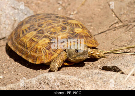 The distinctive flattened shape of the rare Pancake Tortoise is endemic to areas of granite outcrops in East Africa. Stock Photo