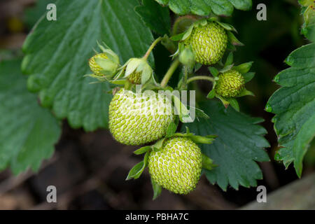 Green, unripe strawberry fruits, Fragaria x ananassa, aggregate accessory fruit with external achenes, Berkshire, May Stock Photo