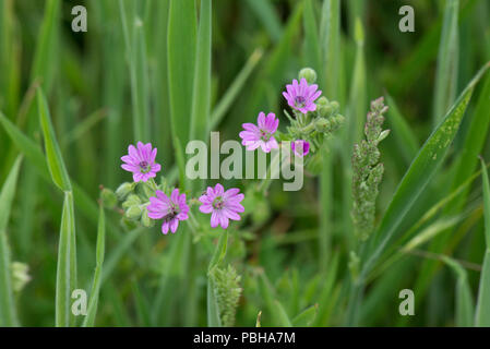 Dove's-foot cranes-bill, Geranium molle, flowering pink geranium in long grass, Berkshire, May Stock Photo