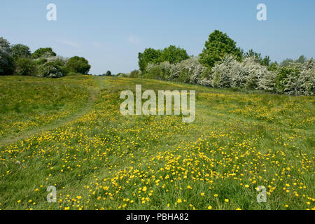 Field buttercups, Ranunculus acris, flowering on Hungerford Common with may blossom and trees in spring growth, May Stock Photo