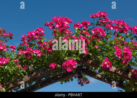 Climbing rose 'American Pillar' in full flower growing over a wooden arch and against a deep blue sky, Berkshire, June Stock Photo