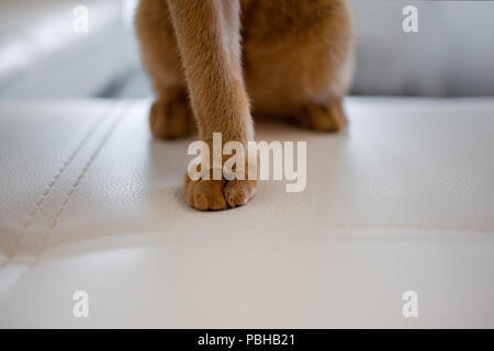 Abyssinian cat legs. Abyssinian kitten. Cat on the couch. Close-up Stock Photo