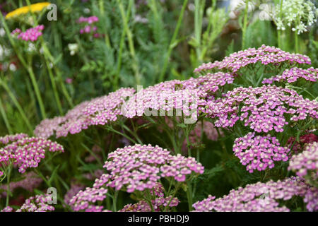 Achillea Pink Grapefruit plant close up Stock Photo