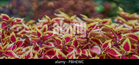 Coleus blumei colorfull plant Stock Photo