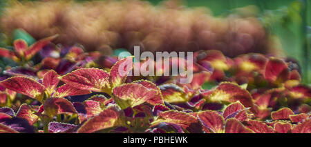 Coleus blumei colorfull plant Stock Photo