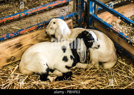 Two Young Lambs Asleep In Corner Of Pen Stock Photo