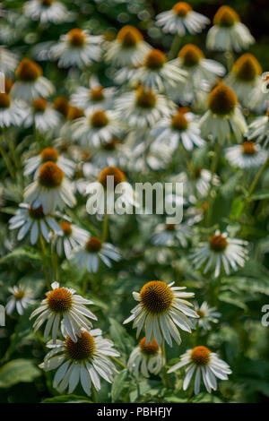 Exuberantly and profusely blooming coneflower flowers in full bloom ...