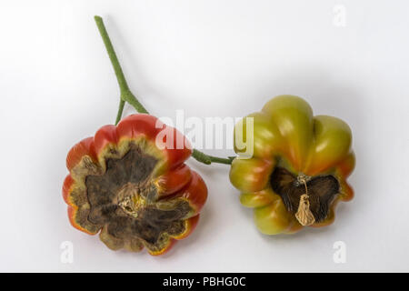 Blossom end rot on tomato Costoluto Fiorentino. The problem is caused by calcium deficiency. Stock Photo