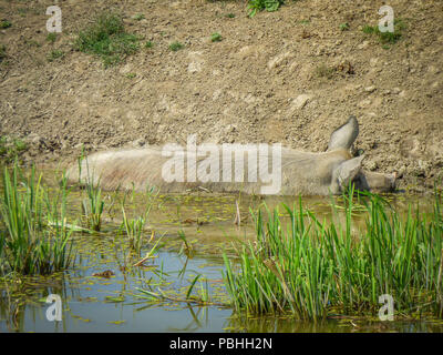 Single big pig resting and sunbathing on the sun in the mud Stock Photo