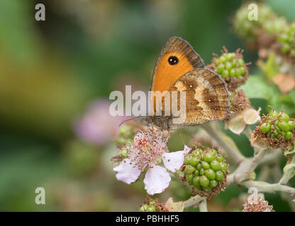 Gatekeeper Butterfly, Pyronia tithonus, single adult feeding on bramble flowers, Worcestershie, UK Stock Photo