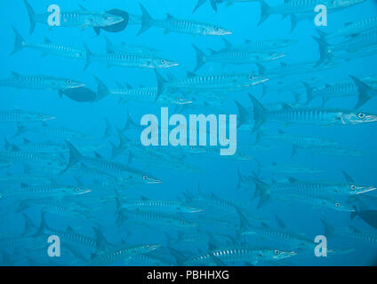 School of great Barracuda (Sphyraena barracuda), also known as the giant barracuda upon corals of Raja Ampat Stock Photo