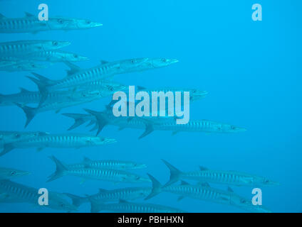 School of great Barracuda (Sphyraena barracuda), also known as the giant barracuda upon corals of Raja Ampat Stock Photo