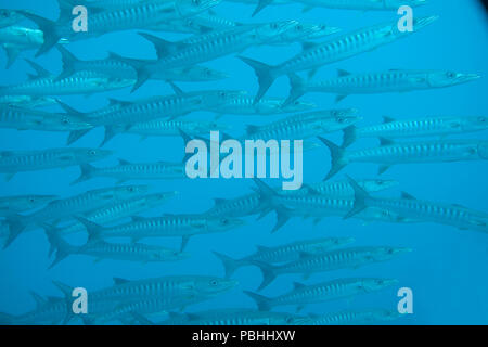 School of great Barracuda (Sphyraena barracuda), also known as the giant barracuda upon corals of Raja Ampat Stock Photo