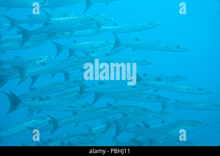 School of great Barracuda (Sphyraena barracuda), also known as the giant barracuda upon corals of Raja Ampat Stock Photo