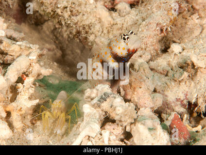 Orang-utan crab  Achaeus japonicus  resting on corals Stock Photo