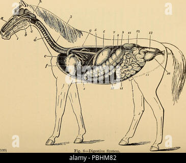 1704 The stock owner's adviser; the breeding, rearing, management, diseases and treatment of domestic animals (1901) (14782063522) Stock Photo