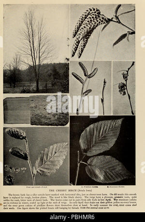 1708 The tree book - A popular guide to a knowledge of the trees of North America and to their uses and cultivation (1920) (14596258119) Stock Photo