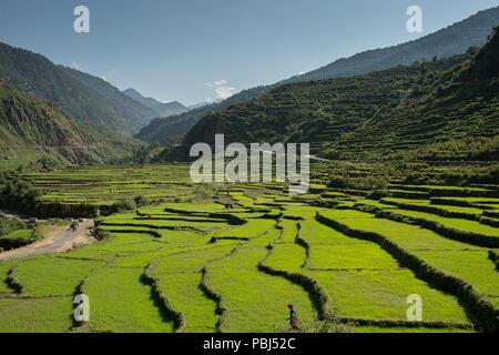 Farmer at work in terraced rice plantations in the pre-himalayan small village of Ghuttu, Uttarakhand, India, Asia Stock Photo