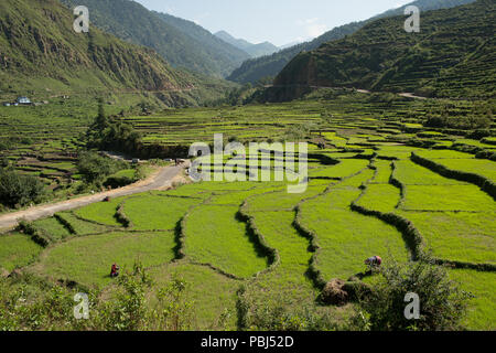 Farmer at work in terraced rice plantations in the pre-himalayan small village of Ghuttu, Uttarakhand, India, Asia Stock Photo