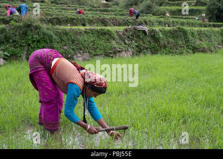 Woman farmer at work in terraced rice plantations in the pre-himalayan small village of Ghuttu, Uttarakhand, India, Asia Stock Photo