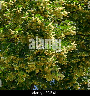 Yellow flowers and  green leaves of Tilia, linden or lime tree in summer, district Drujba, Sofia, Bulgaria Stock Photo
