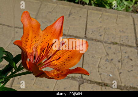 Red orange Tiger Lily or Tiger Lilium  flower blooming in a garden, district Drujba, Sofia, Bulgaria Stock Photo