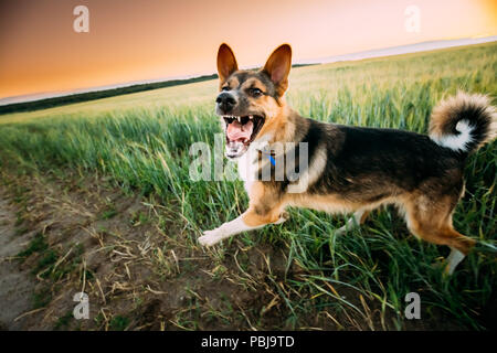 Barking Angry Mixed Breed Dog Running In Road  Through Field Stock Photo