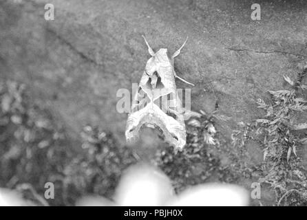 Angel Shades Moth Stock Photo