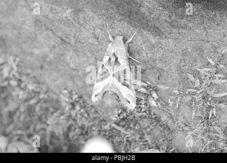 Angel Shades Moth Stock Photo